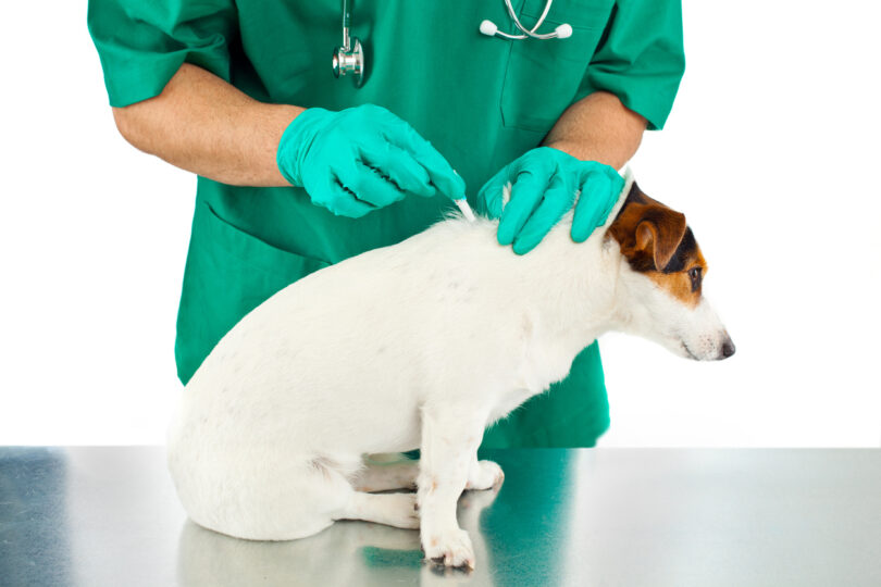 Reino Unido pode proibir venda livre de desparasitantes para cães e gatos