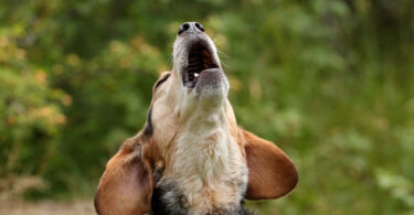 Investigação identifica capacidade de adaptação vocal em cães ao som de música