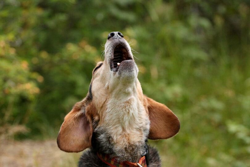 Investigação identifica capacidade de adaptação vocal em cães ao som de música