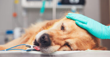 Estudo identifica riscos e fatores de recuperação na cirurgia da válvula mitral em cães