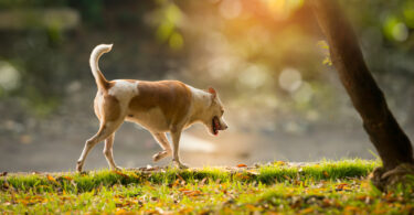 Estudo identifica novos marcadores para diagnóstico precoce de osteoartrose em cães