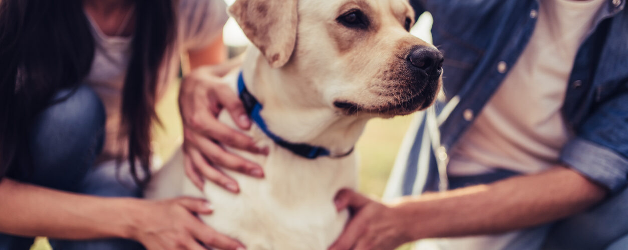 Mercado de animais de companhia cresce, mas não acompanha evolução do consumidor