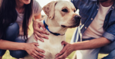 Mercado de animais de companhia cresce, mas não acompanha evolução do consumidor