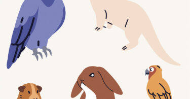APMVEAC dedica novos grupos a animais exóticos e raças de conformação morfológica extrema
