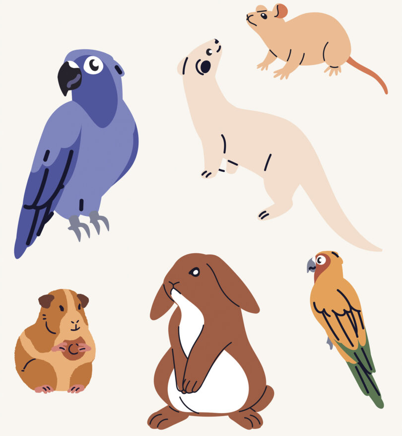 APMVEAC dedica novos grupos a animais exóticos e raças de conformação morfológica extrema