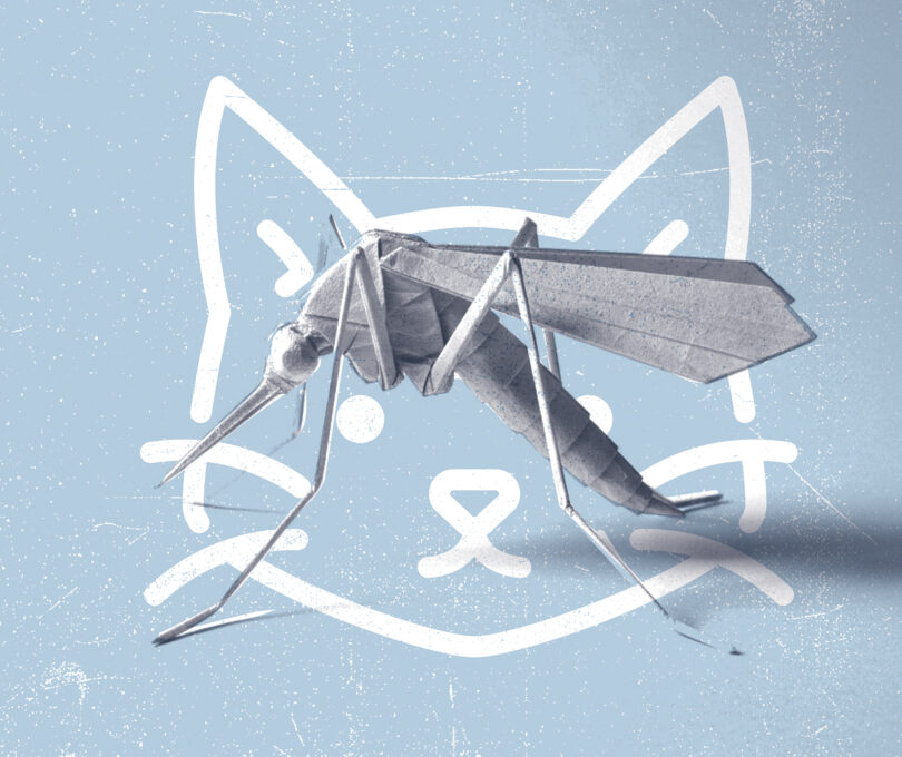 Leishmaniose felina: Será tão rara como se julga ou só se conhece a ponta do iceberg?