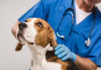 Mais de 80% dos veterinários reportam sinais frequentes de stress durante consultas