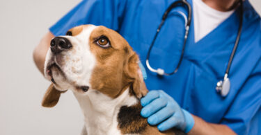Mais de 80% dos veterinários reportam sinais frequentes de stress durante consultas