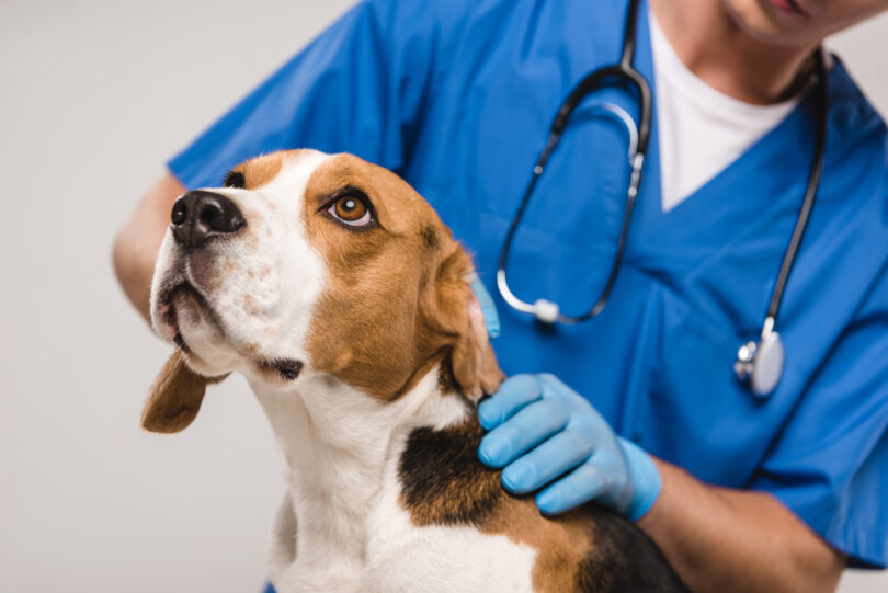 Mais de 80% dos veterinários reportam sinais frequentes de stress durante consultas