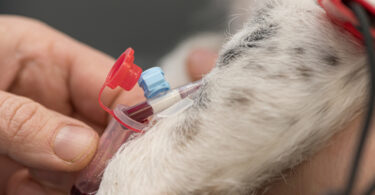 OMV vai abrir inquérito sobre recolha de sangue em cães dadores