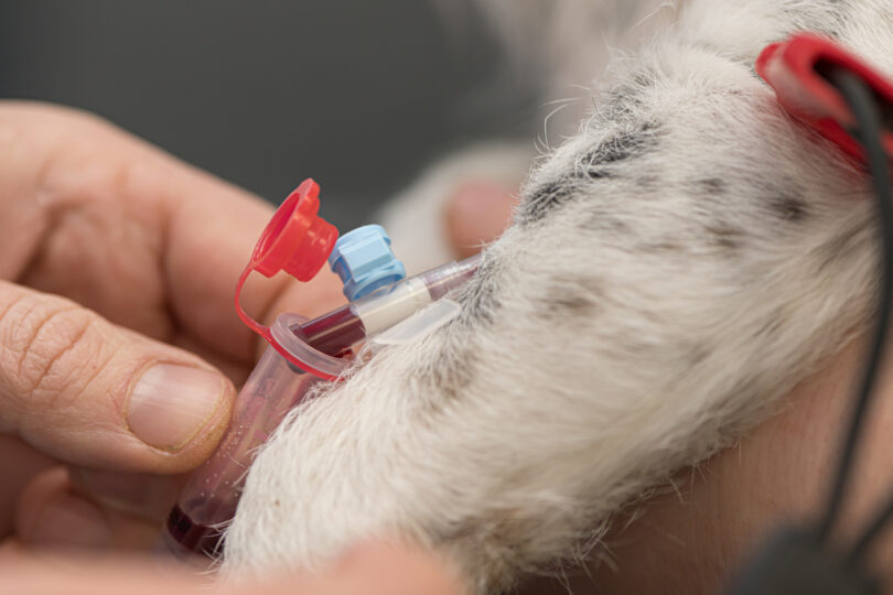 OMV vai abrir inquérito sobre recolha de sangue em cães dadores