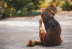 A identificação de ectoparasitas continua a ser uma componente relevante da prática clínica de pequenos animais, exigindo que os médicos veterinários reconheçam os principais agentes, os seus ciclos de vida e os processos de doença associados.