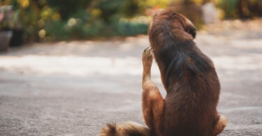 A identificação de ectoparasitas continua a ser uma componente relevante da prática clínica de pequenos animais, exigindo que os médicos veterinários reconheçam os principais agentes, os seus ciclos de vida e os processos de doença associados.