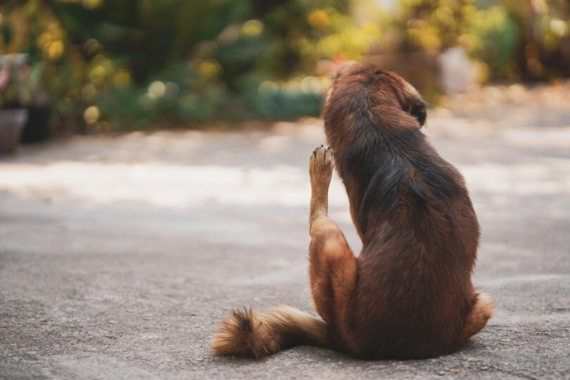A identificação de ectoparasitas continua a ser uma componente relevante da prática clínica de pequenos animais, exigindo que os médicos veterinários reconheçam os principais agentes, os seus ciclos de vida e os processos de doença associados.
