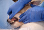 Idade, raça e higiene oral associados ao risco de doença periodontal em cães