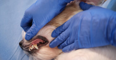 Idade, raça e higiene oral associados ao risco de doença periodontal em cães