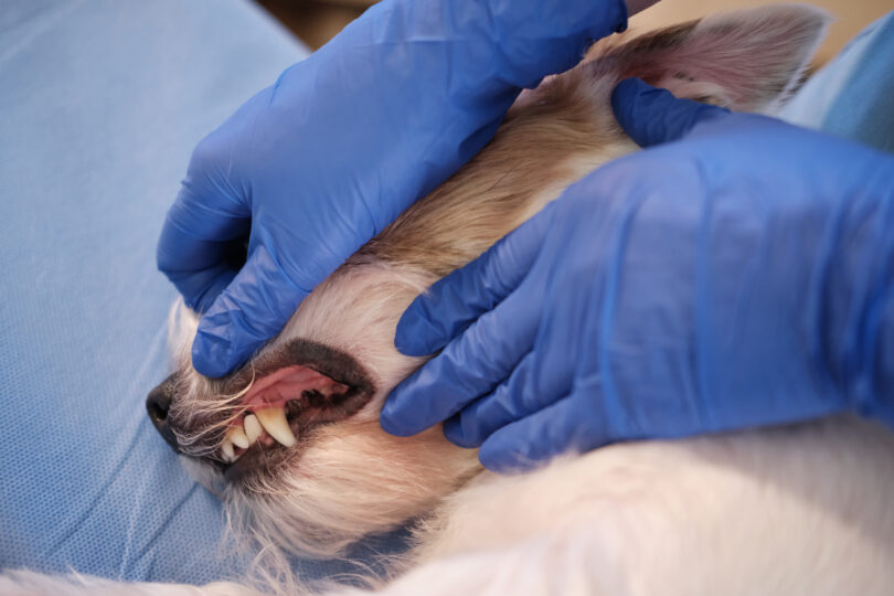 Idade, raça e higiene oral associados ao risco de doença periodontal em cães