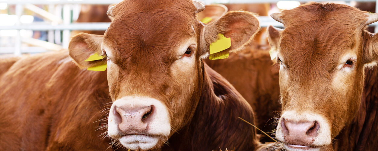 Sistemas de saúde animal estão subfinanciados a nível global, aponta relatório