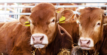 Sistemas de saúde animal estão subfinanciados a nível global, aponta relatório