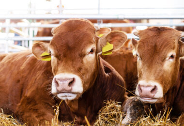 Sistemas de saúde animal estão subfinanciados a nível global, aponta relatório