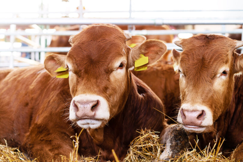Sistemas de saúde animal estão subfinanciados a nível global, aponta relatório