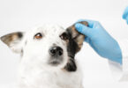 Amostras de pelo podem apoiar diagnóstico molecular da leishmaniose canina