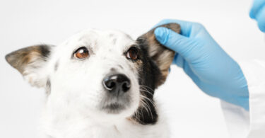 Amostras de pelo podem apoiar diagnóstico molecular da leishmaniose canina