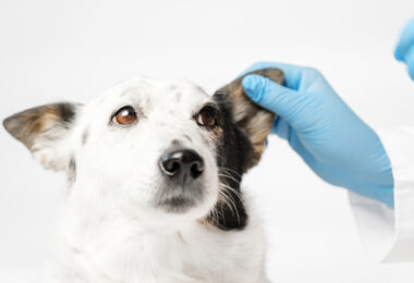 Amostras de pelo podem apoiar diagnóstico molecular da leishmaniose canina