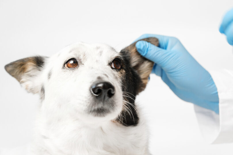 Amostras de pelo podem apoiar diagnóstico molecular da leishmaniose canina