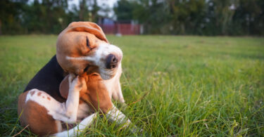 AniCura alerta para agravamento sazonal de quadros dermatológicos em cães e gatos
