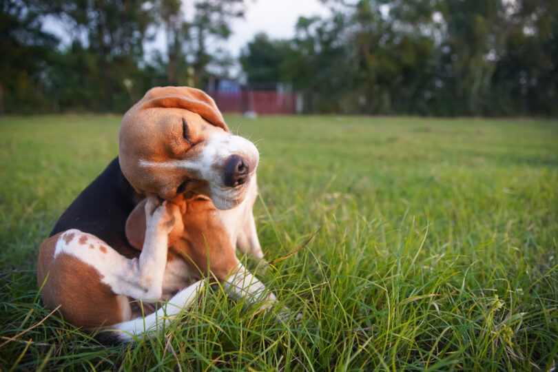 AniCura alerta para agravamento sazonal de quadros dermatológicos em cães e gatos