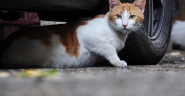 Gatos com acesso ao exterior têm risco de infeção semelhante ao de gatos errantes