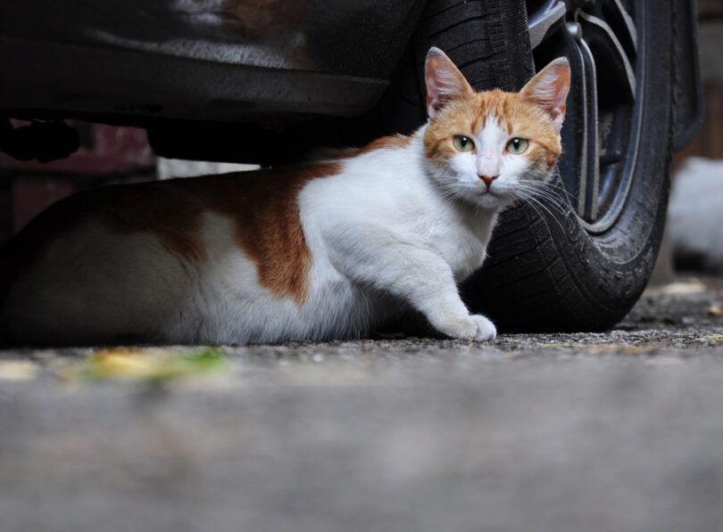 Gatos com acesso ao exterior têm risco de infeção semelhante ao de gatos errantes