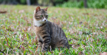 Açores: Provedoria do Animal apresenta 19 recomendações para reforçar bem-estar animal