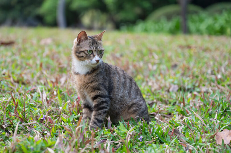 Açores: Provedoria do Animal apresenta 19 recomendações para reforçar bem-estar animal