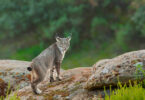 De Attenborough aos linces, aos teriantropos