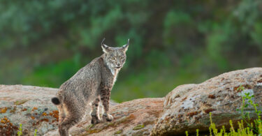 De Attenborough aos linces, aos teriantropos