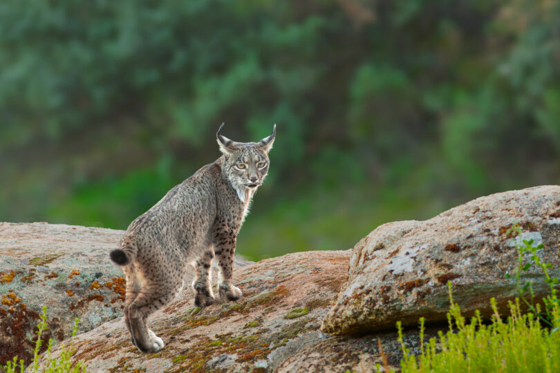 De Attenborough aos linces, aos teriantropos