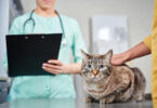 BVA promove debate sobre excesso de tratamento em medicina veterinária