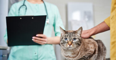 BVA promove debate sobre excesso de tratamento em medicina veterinária