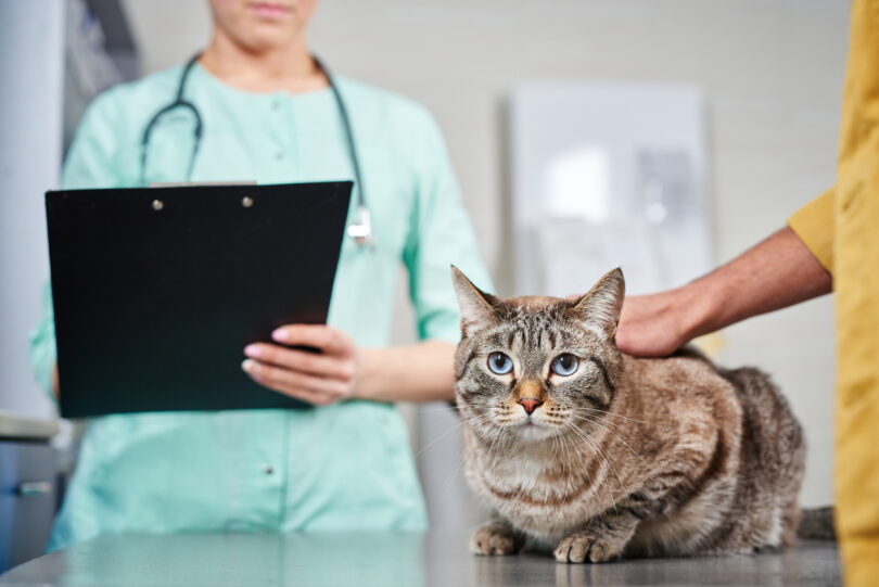 BVA promove debate sobre excesso de tratamento em medicina veterinária