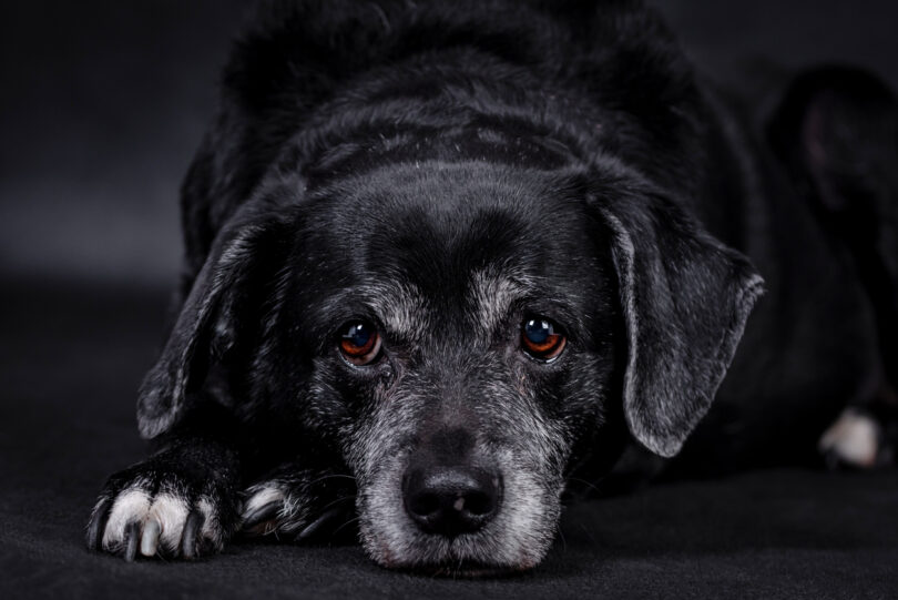 Estudo aponta necessidade de intervenção precoce no envelhecimento de animais de companhia