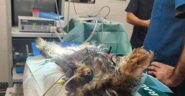 Politécnico de Portalegre lança microcredenciais em anestesia e cirurgia veterinária
