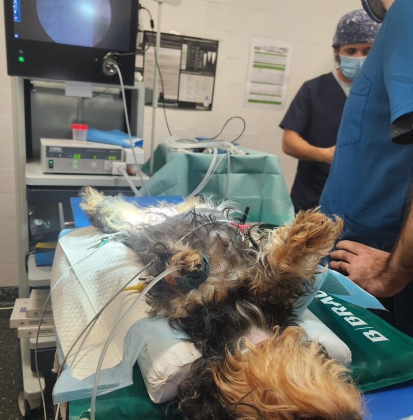 Politécnico de Portalegre lança microcredenciais em anestesia e cirurgia veterinária