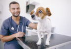 Transplante de microbiota fecal não supera alteração da dieta em cães com enteropatia crónica
