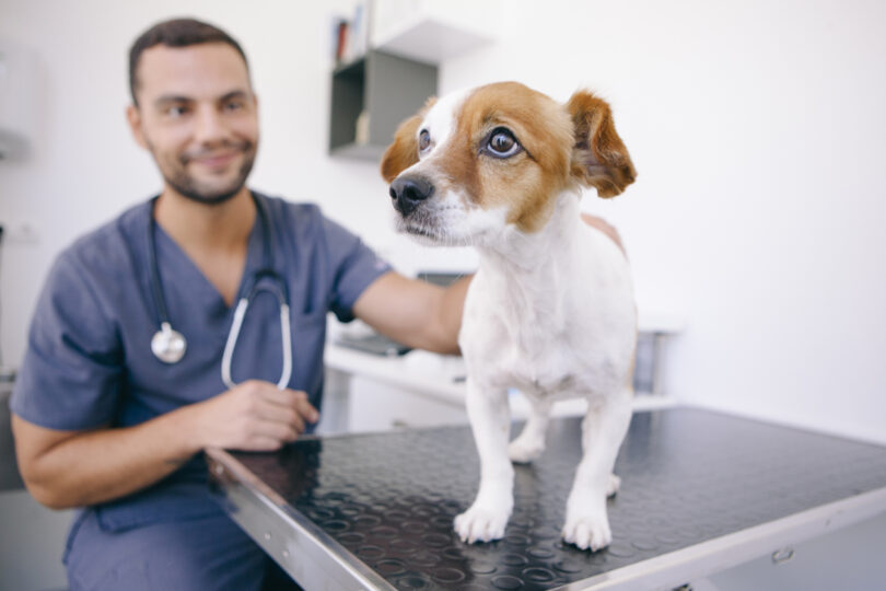 Transplante de microbiota fecal não supera alteração da dieta em cães com enteropatia crónica