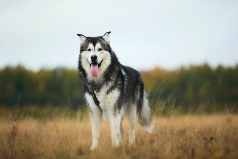 Cães de raças grandes vivem menos e apresentam maior risco de doença, aponta estudo