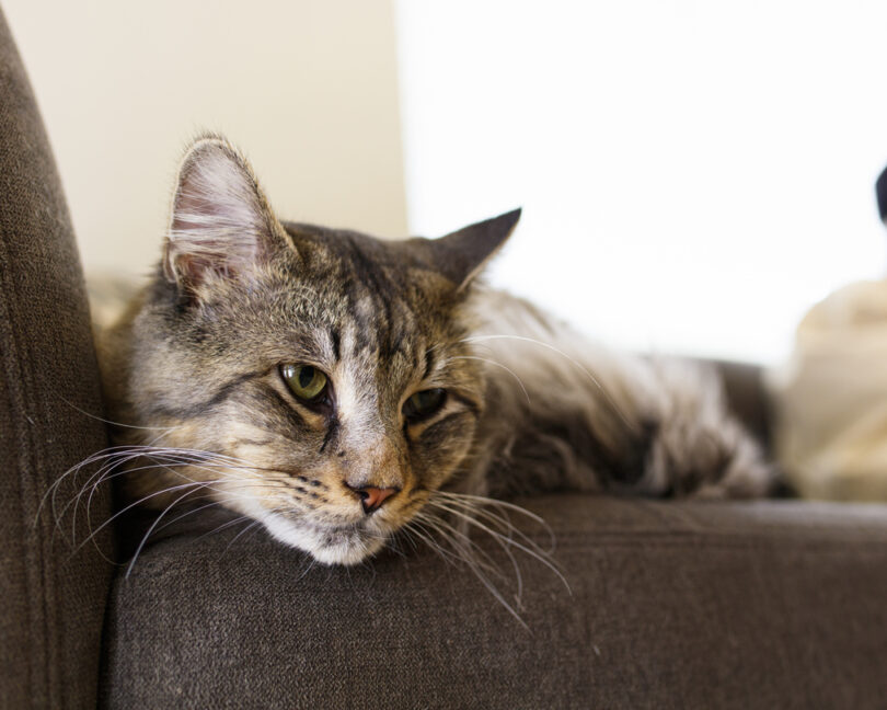 Gatos podem ajudar a estudar o envelhecimento cerebral humano