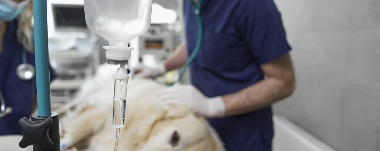 Fim de vida dos cães: Relatório aponta lacunas na comunicação com tutores