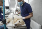 Fim de vida dos cães: Relatório aponta lacunas na comunicação com tutores